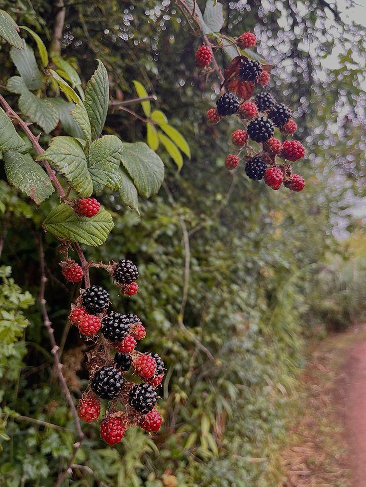 Harvest Medley: Juicy Farm-Picked Berry Blends
